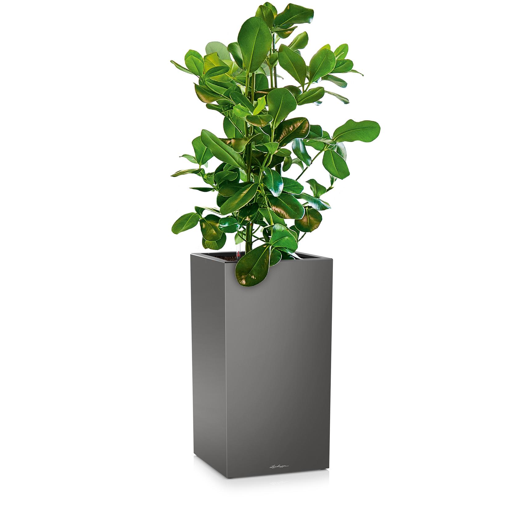 CANTO Premium 40 high charcoal metallic